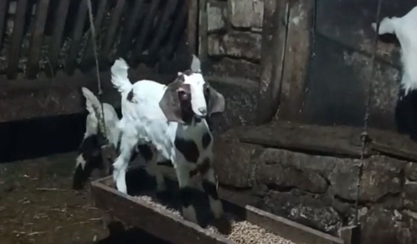 Oğlağın Ahırda Salıncak Keyfi Kameraya Takıldı