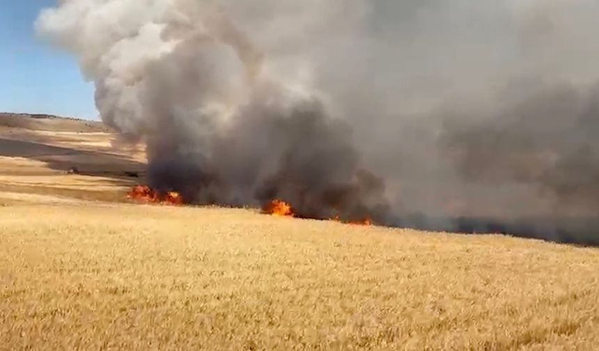 Çorum'da buğday tarlalarında felaket: 3 bin dekar zarar gördü