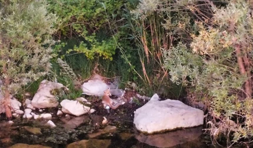 Sıcaktan bunalan tilki baraja koştu: Tilkinin serinleme çabası görüntülendi