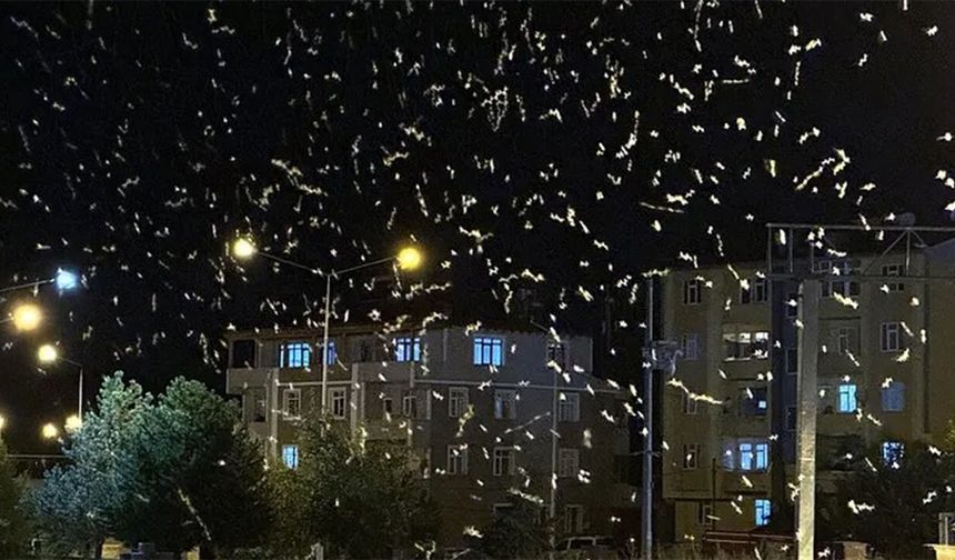 Ardahan'da doğa olayı şölene dönüştü: Binlerce sinek "ölüm dansı" yaptı