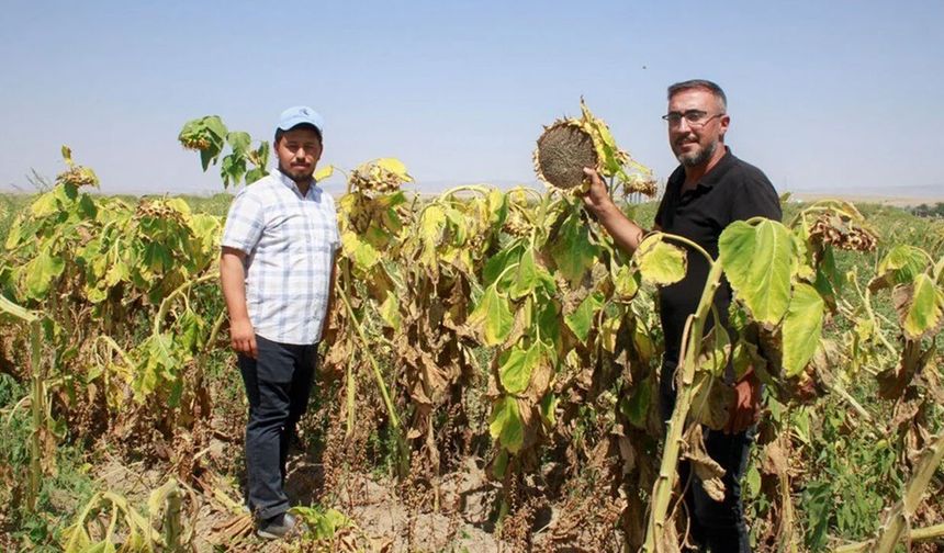 50 dönüm tarlayı 1,5 günde hasat ediyorlar: Ama dönümde 70 kilo kayıp var