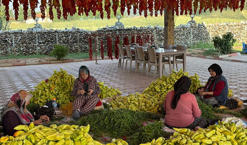 Kale'den başka yerde yetişmiyor: Hasadı başladı, turistler kapışıyor!
