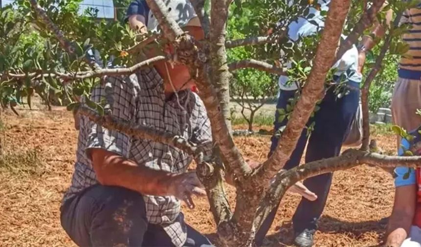 7 yıl gözü gibi baktılar! Şimdi gramıyla servet kazanıyorlar