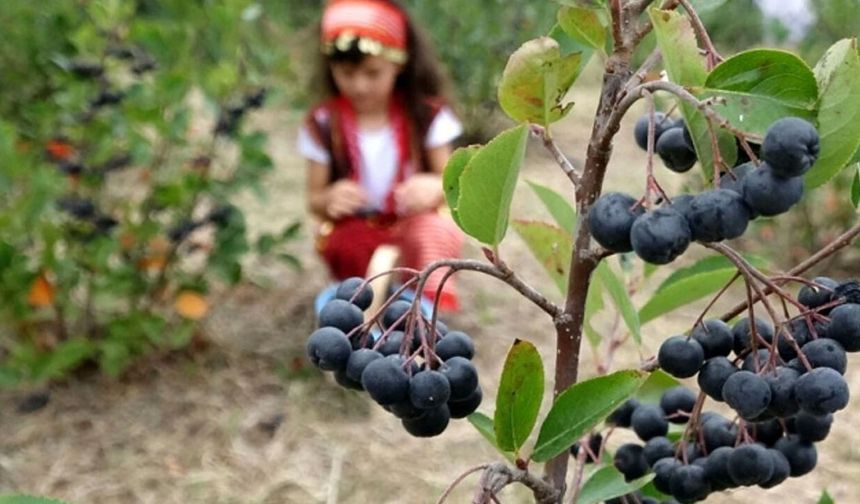 Yalova’dan başka yerde yetişmiyor: Hasadı başladı, kilosu 400 lira! Yiyen yaşlanmıyor, yetiştiren servet kazanıyor