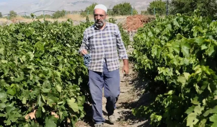 Erzincan'dan başka yerde o tat yok: Hasadı başladı, fiyatı yüz güldürüyor!