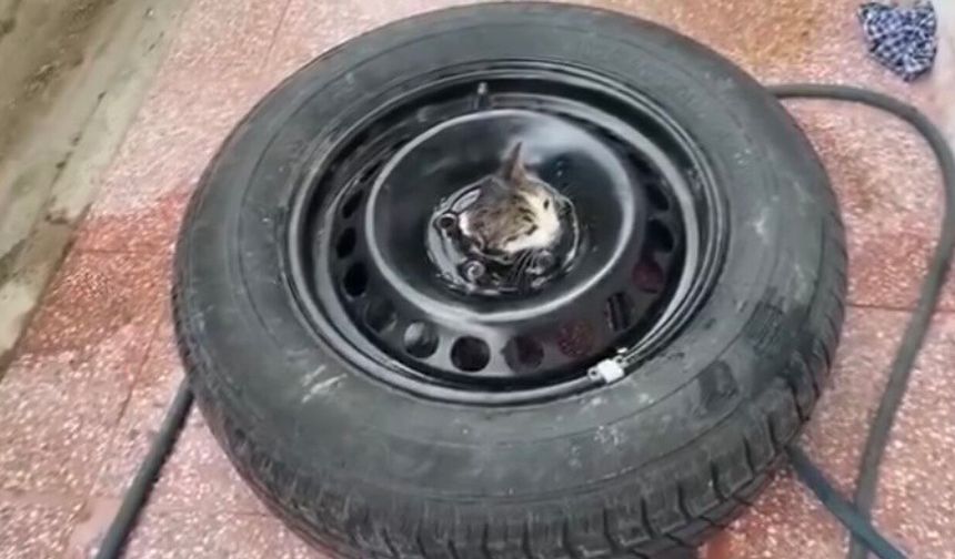 Stepneye Sıkışan Umut: Minik Kedi Yeniden Özgür