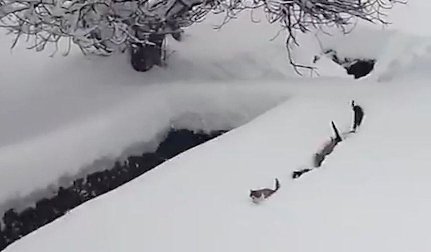 Karda sıralı yürüyen kediler izleyenleri gülümsetti
