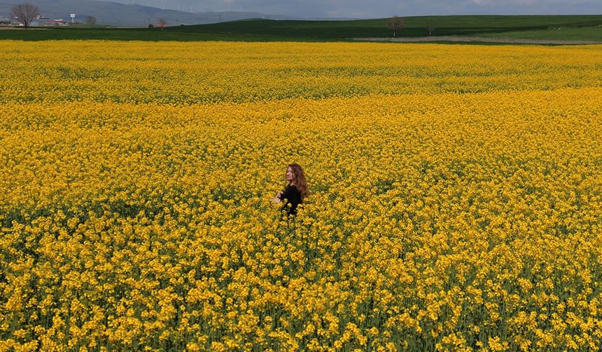 Çorum yolu üzerindeki kanola tarlaları görsel şölen sunuyor