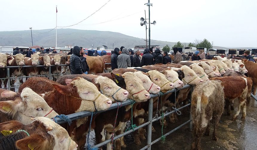 Çorumlu besiciler Sorgun pazarında: Yağmura rağmen yoğunluk