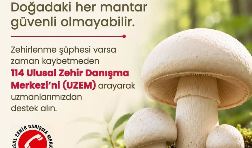 Sağlık Müdürlüğü'nden mantar uyarısı: Risk almayın, tüketmeyin