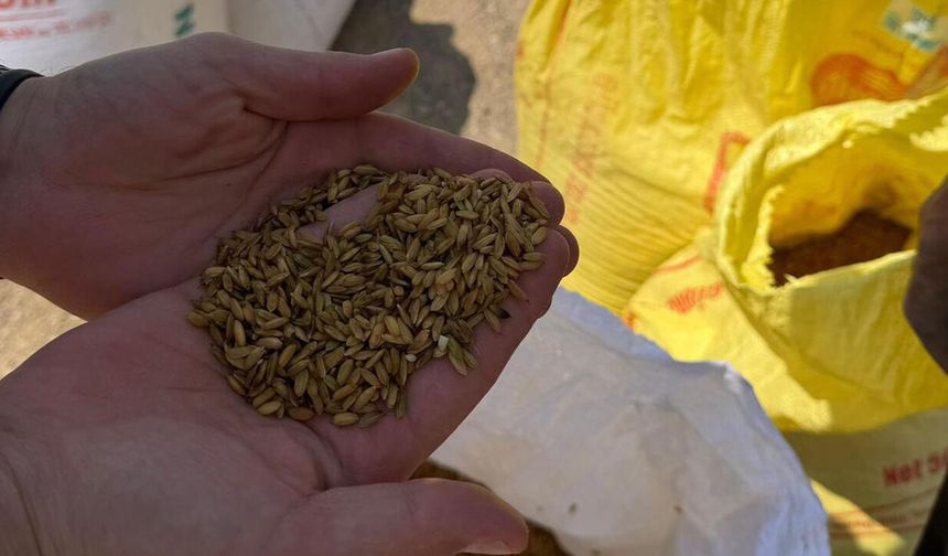 Laçin'de çeltik sezonu başladı: Dron destekli ekim dönemi