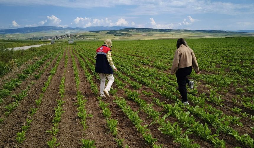 İskilip İlçe Tarım ve Orman Müdürlüğü üreticiler için sahada