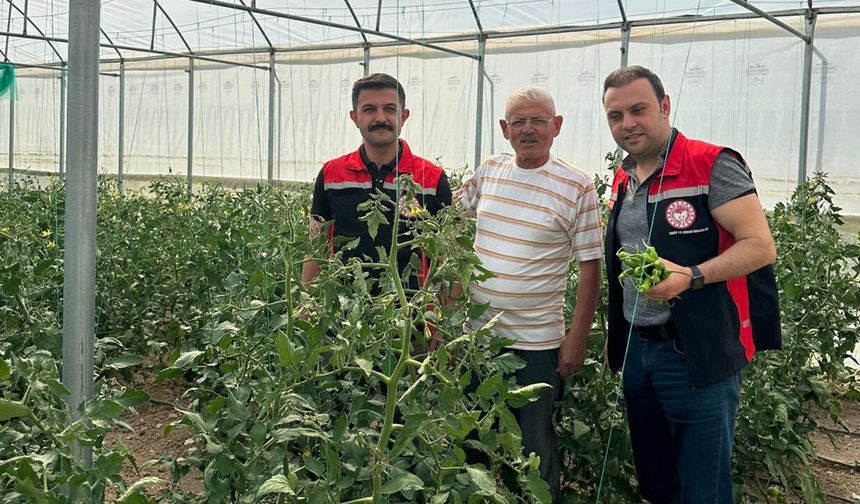 Laçin'de seralarda denetim ve bilgilendirme sürüyor