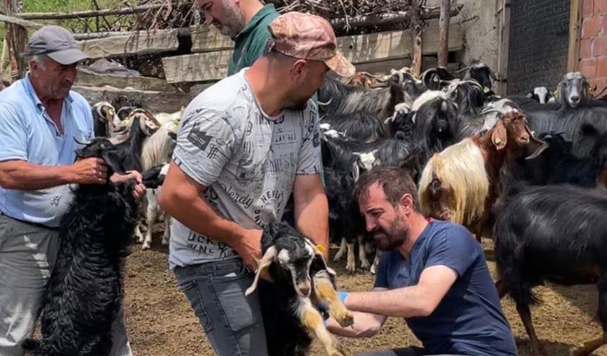 Laçin ve Dodurga’da küçükbaş hayvanlarda aşılama devam ediyor
