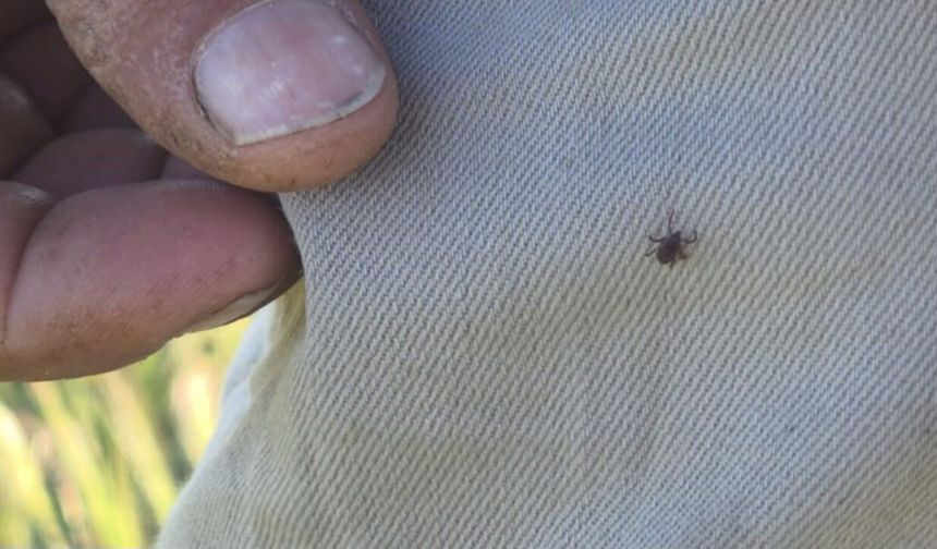 Kene uyarısı yaparken pantolonunda kene fark edildi