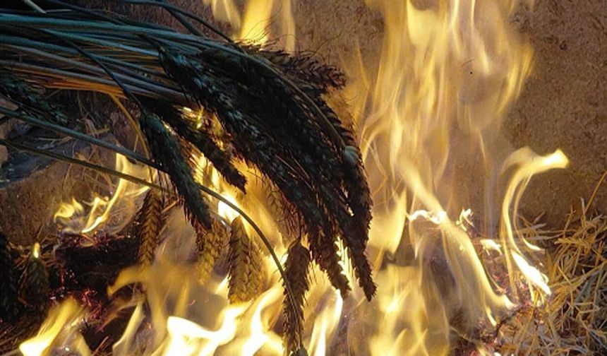 Ateşle Kavrulan Gelenek: Firik Sofralara Uzanan Zahmetli Yolculuk