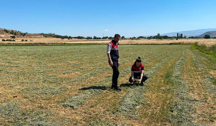 Dodurga'da yem bitkileri hasat sonrası kontrolden geçti
