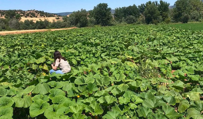 İncesu’da bal kabağı tarlaları hastalık ve zararlılara karşı kontrol edildi
