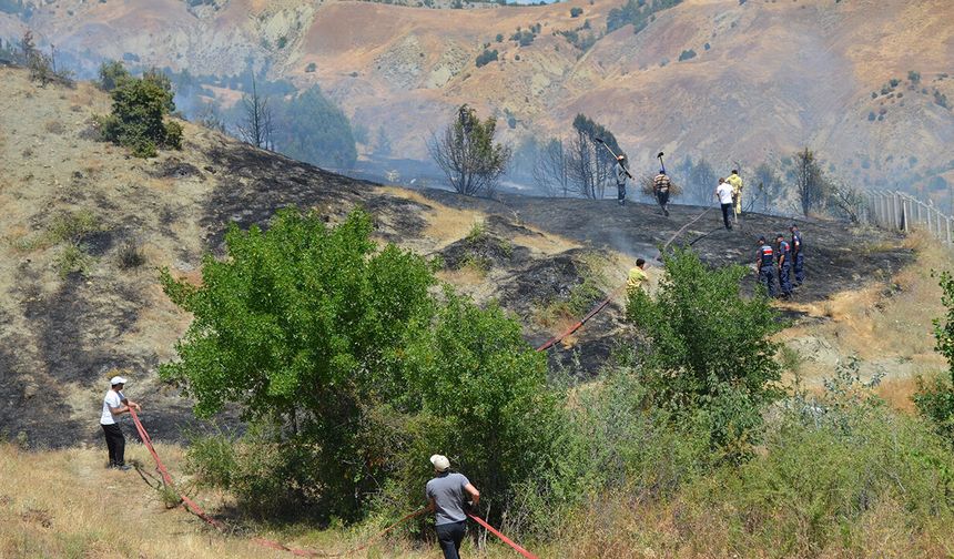 Çorum'da çıkan yangında yaklaşık 60 ardıç ağacı zarar gördü