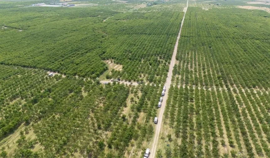 Arpa buğday yerine meyve diktiler: Kazançlarını 100 kat artıran akılalmaz model