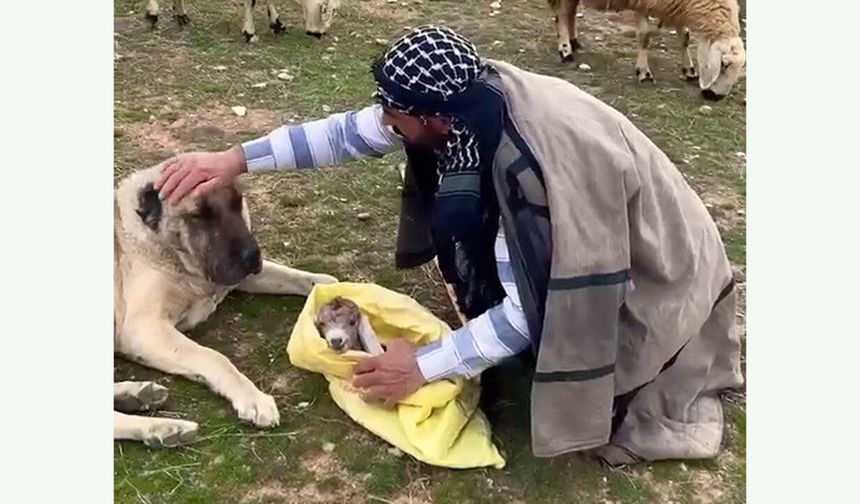 Cep telefonu kamerasına yansıyan mucize: Kırsalda doğan kuzuya kangal anneliği