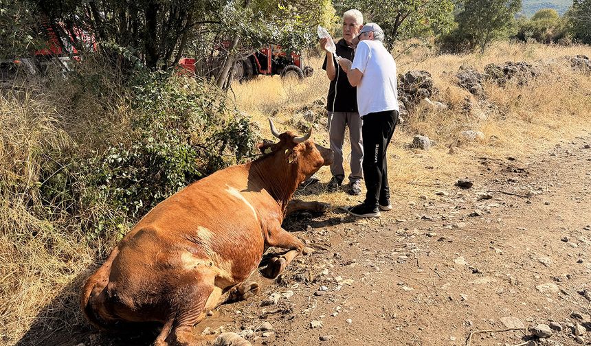 Çorum’da 20 büyükbaş hayvanı hangi ot zehirledi?