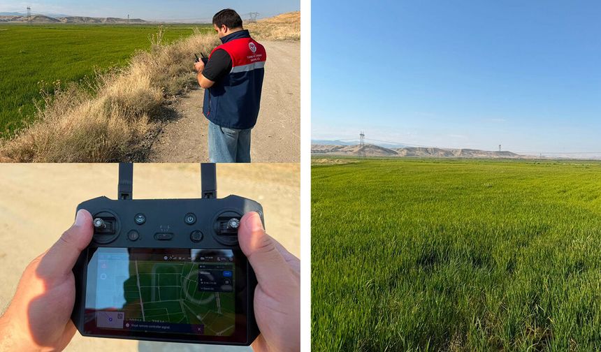 Çeltik arazileri drone ile takip ediliyor: Bu yıl verim nasıl?