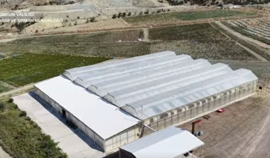 Dodurga’da yılda 5 milyonun üzerinde sertifikalı fide üretiliyor