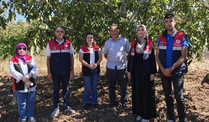Çorum’un ceviz deposu Oğuzlar’da üretim denetleniyor
