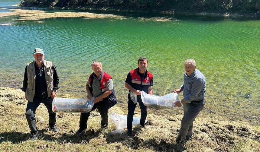 Çorum'daki bu göletlere balık bırakıldı