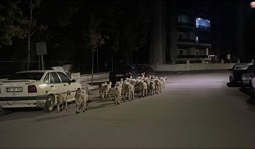 Mahallede 'firari koyun' seferberliği: Koyunlar ağıldan kaçtı