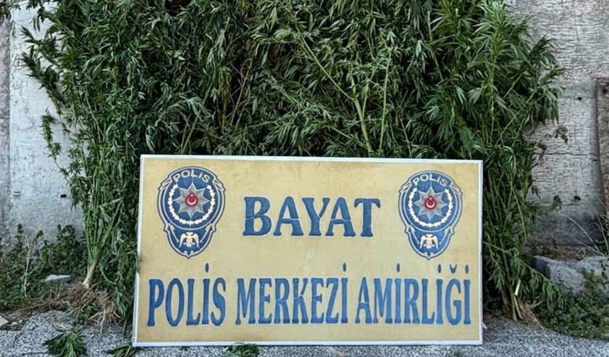 Çorum’da çiftliğe polis baskını: Tam 46 kök ele geçirildi, zanlı tutuklandı!