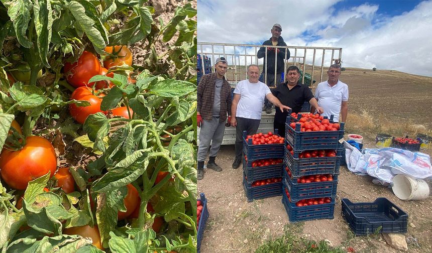 Kalecik domatesi tarladan sofraya lezzetiyle fark yaratıyor