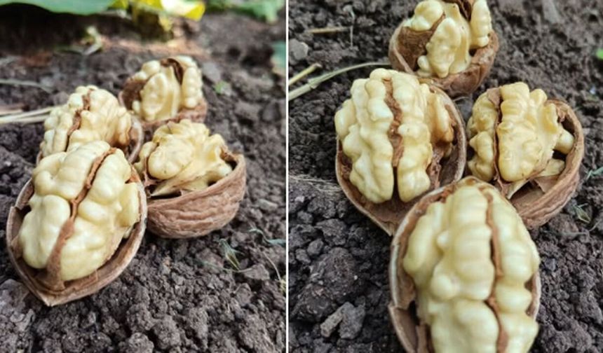 Oğuzlar cevizinde yeni fiyat tarifesi açıklandı