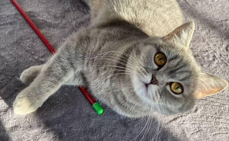 Çorum’da kayıp kedi aranıyor! Mira’yı görenlerin dikkatine!