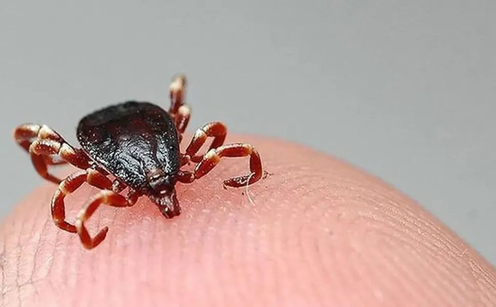 Kene Çorum'da can aldı: Şenay Tokmak hayatını kaybetti