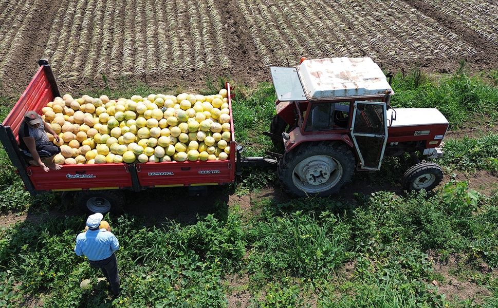 Çorum sofralarına tatlı yaz lezzeti: Süheyla kavunu Bafra'dan geliyor