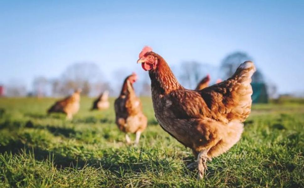 Tavuk yumurtası üretimi martta yüzde 17,6 arttı