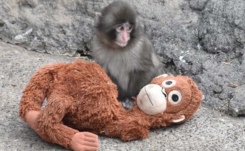 Yavru makak Punch’ın hayata tutunma mücadelesi dünyayı sarstı! Peluşu annesi sanıyor