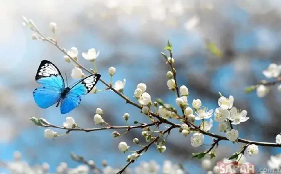 Cemrelerin düşme tarihleri belli oldu