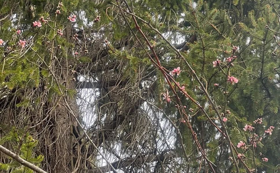 Çorum’da ağaçlar şubatta çiçek açtı