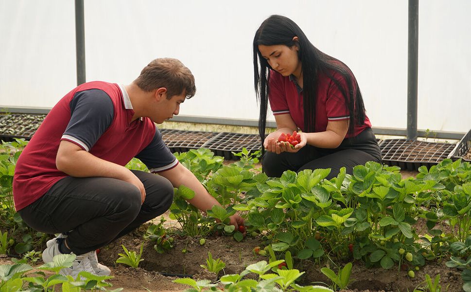 Çorum'daki bu ürünler öğrenciler tarafından yetiştiriliyor
