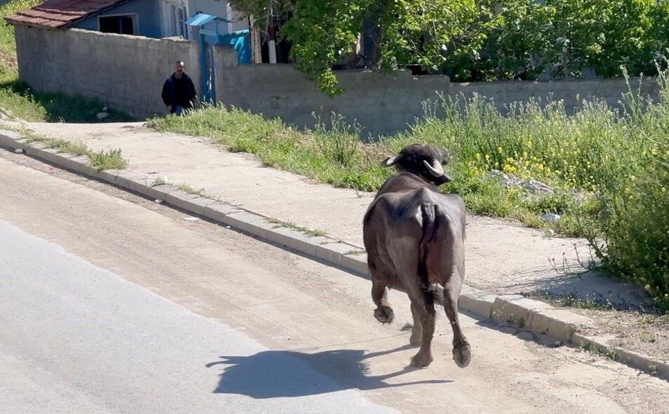 Kaçan kurbanlık mahalleyi birbirine kattı