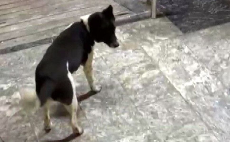Atlarla büyüdü, kendini at sanıyor! Yürüyüşü görenleri şaşkına çeviriyor