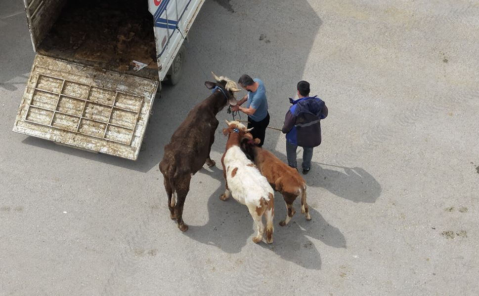Kurban kesim alanlarında yoğun mesai