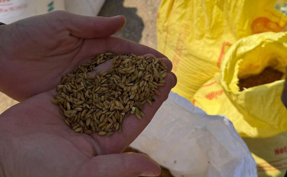 Laçin'de çeltik sezonu başladı: Dron destekli ekim dönemi
