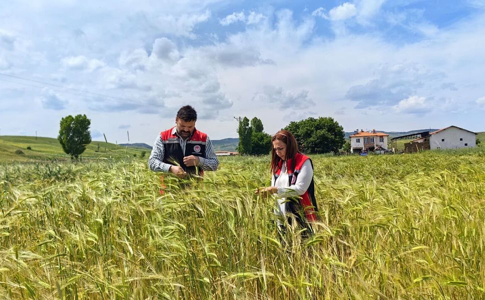 Çorum'da fenolojik gözlem çalışmaları sürüyor