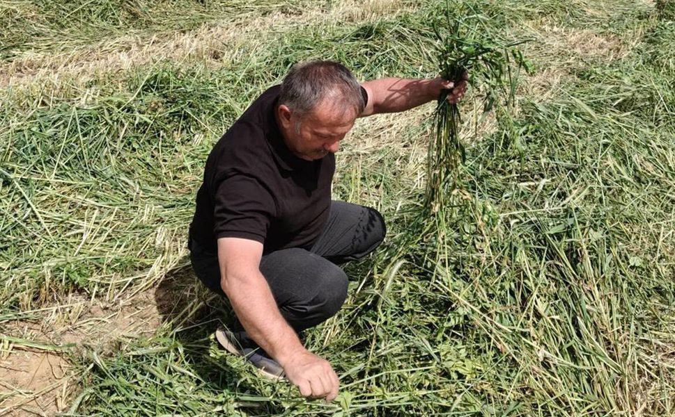 Mecitözü'nde yem bitkileri üretim alanları denetlendi