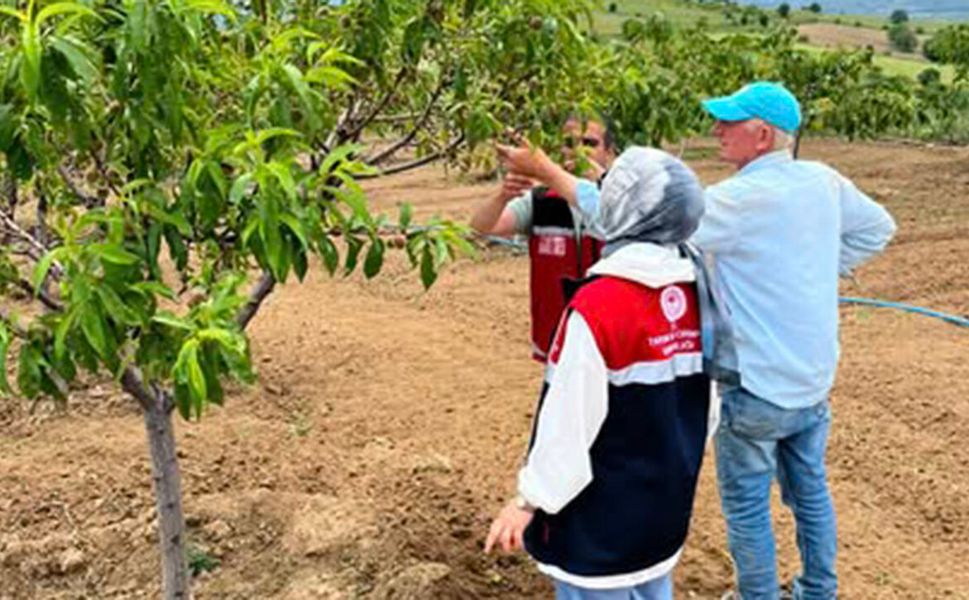 Çiftçinin nabzı tarlada tutuluyor: Kontroller başladı