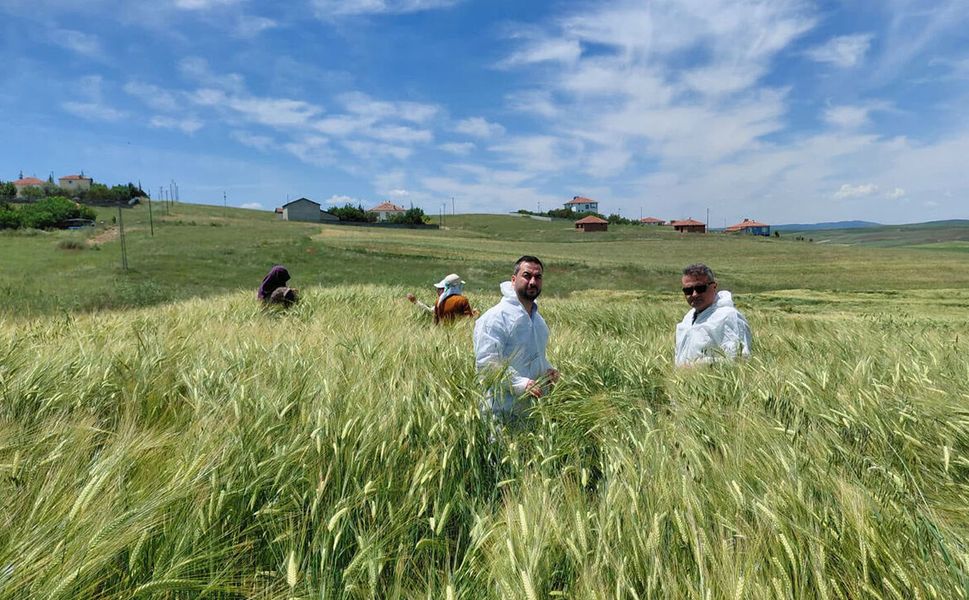 Sertifikalı tohumlar boy gösterdi: Kapsamlı inceleme yapıldı
